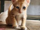 Lost Cat