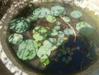Lotus Plants