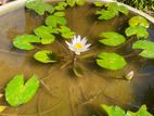 Lotus pond