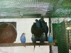Love Brids