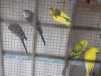 Love Birds