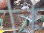Love Birds