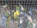 Love Birds Kurullo