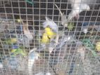 Love Birds