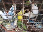 Love Birds