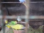 Love Birds