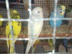 Love Birds