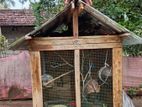 Love Bards with Cage