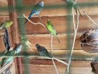 Love Birds