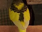 Love Birds