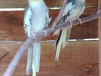 Love Bird