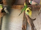Love Birds