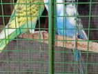 love bird Breeding pair (Harlequin)