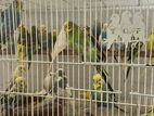 love bird breeding pairs