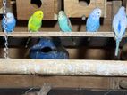 Love Bird Budgies