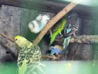 Love Bird Budgies