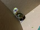 Love Bird Chicks