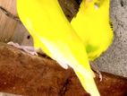 Love Birds