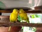 love bird