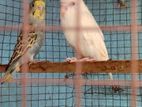 Love Birds