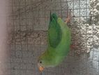 Love Bird