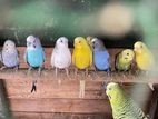 Love Birds