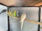Love Bird