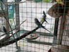 Love Bird