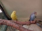 Love Birds