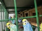 Love Birds