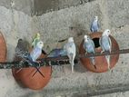 Love Bird