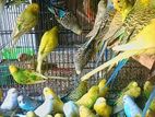 Love Bird
