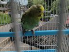Love Bird