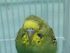 Love Bird
