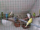 Love Birds