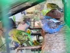 Love Bird