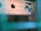 Love Bird