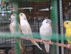 Love Birds