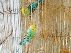 Love Birds
