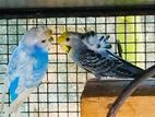 Love Birds