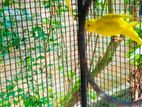 Love bird