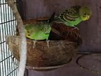 love bird