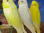 Love Birds
