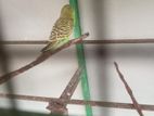 Love Birds