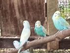 Love Bird
