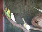 Love Birds