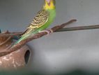 Love Birds