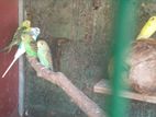 Love Birds
