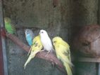 Love Bird