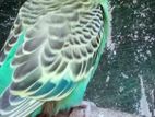 Love Birds